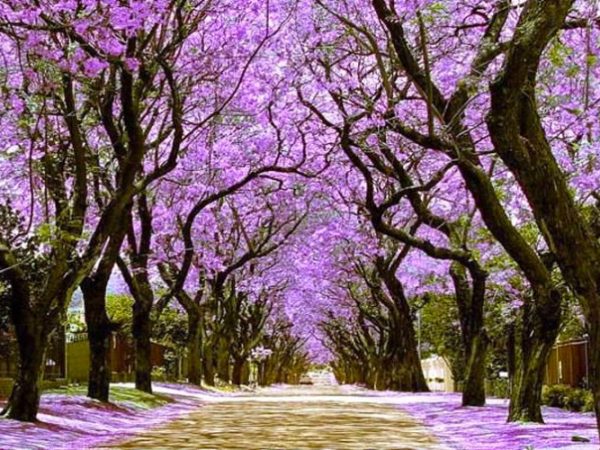 Sancionarán a árboles de jacarandas por florecer antes de&nbsp;cuaresma